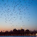 Photograph of Riley's "<a href="http://gothamist.com/2016/04/26/duke_riley_fly_by_night.php">Fly by Night</a>" in April 2016 (<a href="http://todseelie.com/">Tod Seelie</a> / Gothamist)